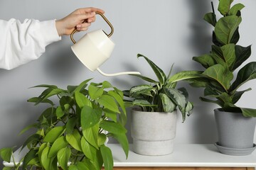 Wall Mural - Woman holding watering can near beautiful houseplant indoors, closeup