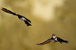 © bennytrapp - Uferschwalben // Sand martins (Riparia riparia)