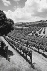 Canvas Print - Vineyard landscape in black and white