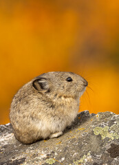 collared pika on a rock in denali national park alaska in autumn