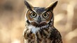 © Huzaifa - A close-up of a great horned owl perched on a branch, its large, round eyes observing the surroundings