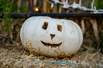 White Halloween Jack-o-Lantern Pumpkin in the field.