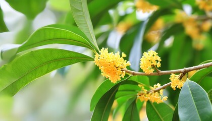 The osmanthus flowers bloom in autumn equinox, presenting a natural beauty.