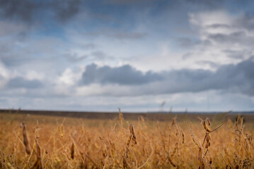 Wall Mural - ripe soybeans against the background sky with clouds, deep autumn