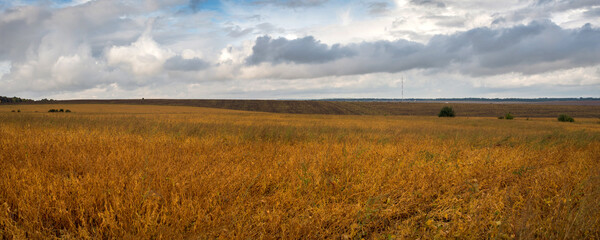 Wall Mural - ripe orange soybeans against the background of sky with clouds, panoramic photo