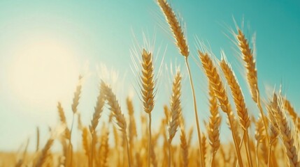 Poster - Field of wheat with sunny background,