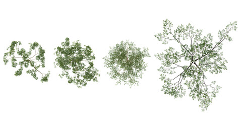Top view of Silver Birch Trees isolated on transparent background