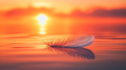 Poster - beautiful sunset on the water and feathers on the water