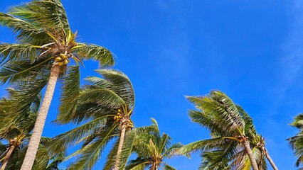 Palm tree against sky