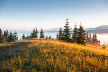 Aufkleber - Green young fir trees on the slope in the fresh morning atmosphere. Carpathian mountains, Ukraine, Europe.