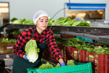 Wall Mural - Caucasian young woman filling crates with lettuce during work day in vegetable factory.