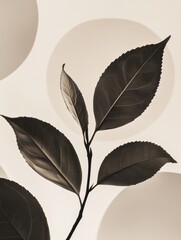 Fototapete - The elegant silhouette of a tea leaf branch contrasts beautifully with a smooth, light background featuring soft, circular shapes. Generative AI