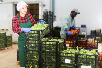 Wall Mural - Young woman, working in a vegetable depot puts crates of freshly picked peas pods on top of each other