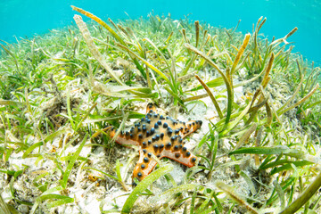 Wall Mural - A Chocolate chip sea star, Protoreaster nodosus, lives in a healthy seagrass bed in Indonesia. Seagrass meadows are important habitats for juvenile marine species.