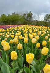 tulip field 