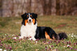 © ScullyPictures - Australian Shepherd