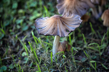 closeup of a mushroom in a garden