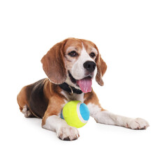 Wall Mural - Cute dog with toy isolated on white. Playful pet