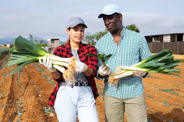 Wall Mural - Interested young female farmer inspecting freshly picked leek stalks at farm field during vegetables harvest and discussing with african american male partner on summer day