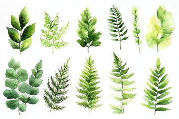 Watercolor illustration of various green leaves and ferns.