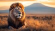 © JOE'S SAFARI - A majestic male lion with a thick mane rests in the golden grasslands during sunset, with a distant mountain peak silhouetted in the background.