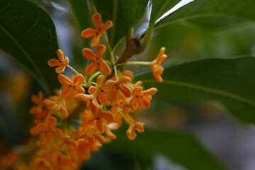 Wall Mural - blooming sweet osmanthus in a garden