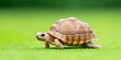 © miss[SIRI] - Tortoise moving slowly across a vibrant green lawn, showcasing its detailed shell and unique features.