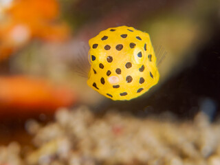 Wall Mural - 可愛いミナミハコフグ（ハコフグ科）の幼魚。
英名、学名：juvenileYellow Boxfish, Ostracion cubicus

静岡県伊豆半島南伊豆町中木ヒリゾ浜-2024年
