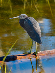 Wall Mural - tri-colored heron perched on a fallen tree floating in the middle of the marsh