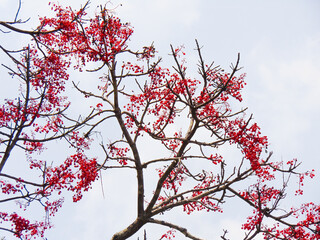 Wall Mural - Red silk cotton tree and clear sky for background 