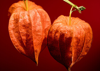 Wall Mural - Physalis on a red background