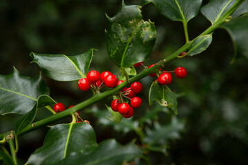 Wall Mural - Holly berries in the forest. Christmas.