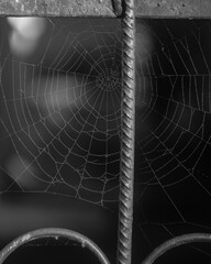 spider web with dew drops