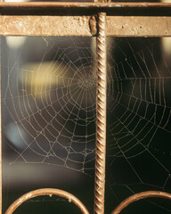 spider web with dew drops