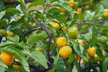 tangerine tree with tangerines