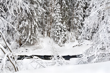 Wall Mural - winter landscape, winter creek in fir forest in snow