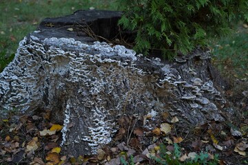 View of an autumn old stump overgrown with gray mushrooms in autumn in the park