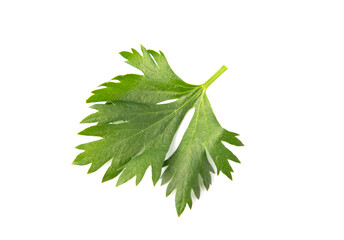 Wall Mural - Celery leaf isolated on white background. Top view.