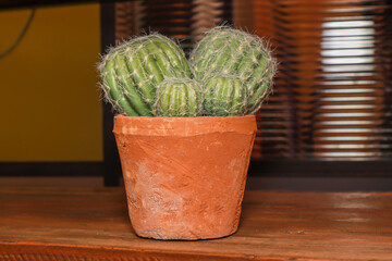 A small cactus in a red plant pot on a wooden table