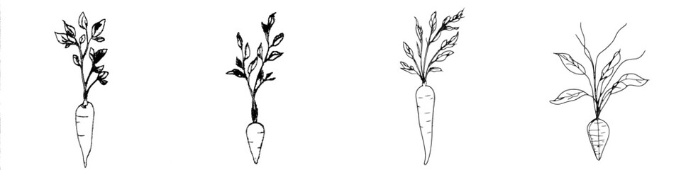 Fototapete - The carrot vegetable is represented in continuous line art drawing style. It is drawn in a black linear style and isolated on a white background.