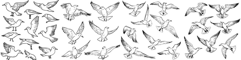 Poster - Handdrawn seagulls realistic sketch, seagulls birds, modern sketch illustration