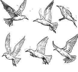 Poster - The outline of seagulls in black on a transparent background is based on a hand drawn illustration turned modern.