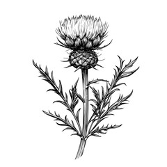 A detailed sketch of a field floral plant. Vintage drawing of herb with thorns. Handdrawn modern illustration isolated on white.