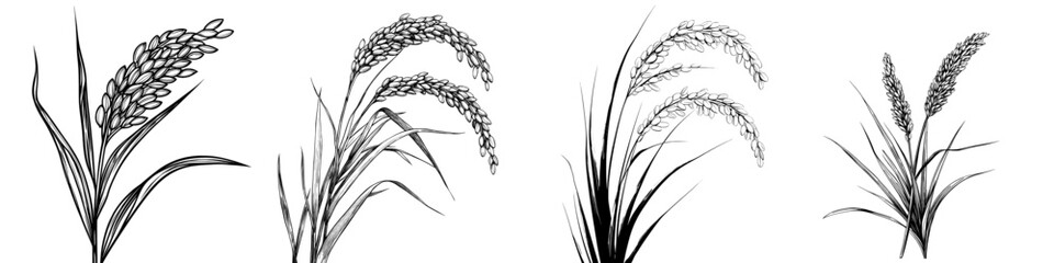 Poster - A detailed drawing of Oryza on a white background with contoured hand-drawn botanical illustrations.
