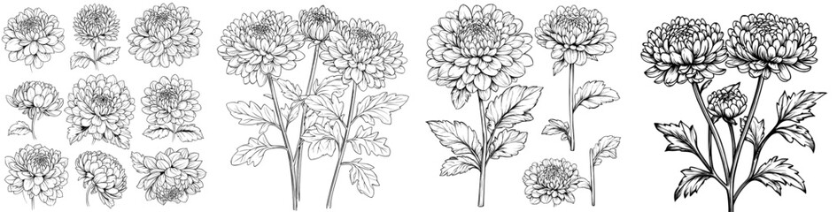 Poster - A daisy drawing in one line on a white background. A continuous line drawing in one line. A modern clipart for Eps10.
