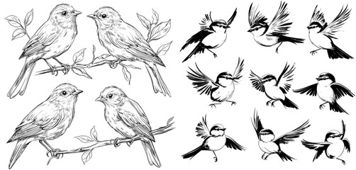 Poster - The outline birds collection modern illustration isolated on a white background