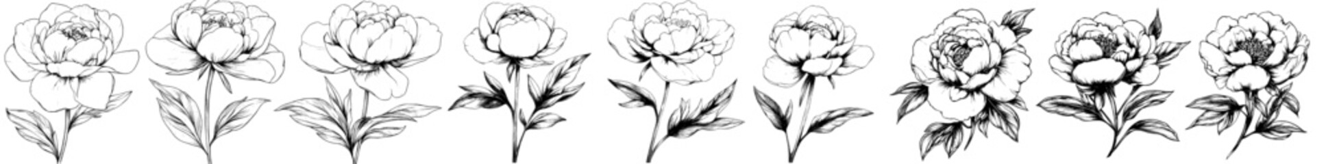 Poster - Printed line art set of Peonies with a black ink outline on a transparent background. Suitable for tattoo, logos, and jewelry.