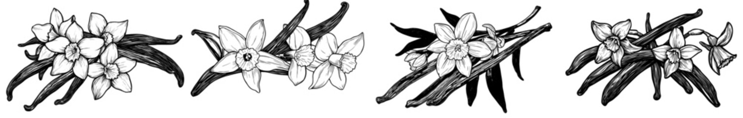 Vanilla flowers and pods outline. To illustrate a vanilla orchid on a background of spices, I used a hand-drawn style. They are isolated on a white background.