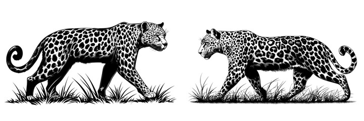 Poster - Emlem, logo with black engraved snow leopard illustration.
