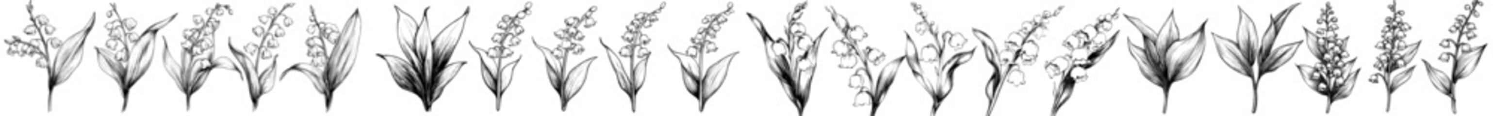 Poster - A modern black outline illustration isolated on transparent background illustrates a Lily of the Valley for May's birth month. You can use this design for jewelry, logos, tattoos, wall art, stickers,